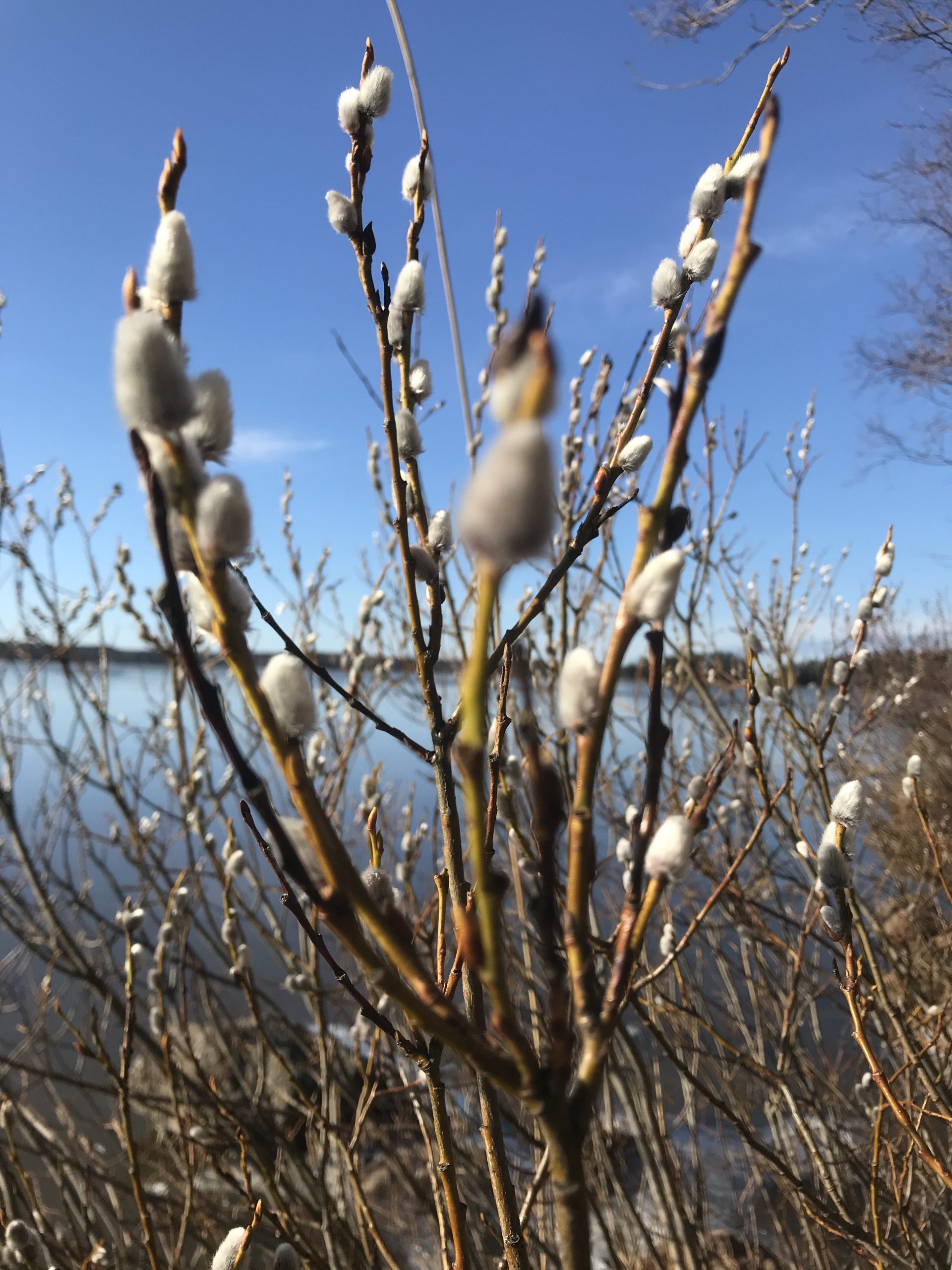 Jäsenkirje 1 / 2020
